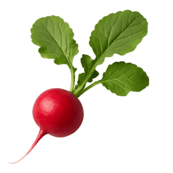 Rotkvica