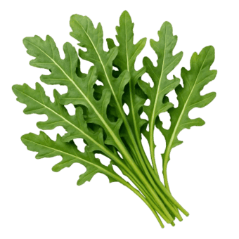 Rukola