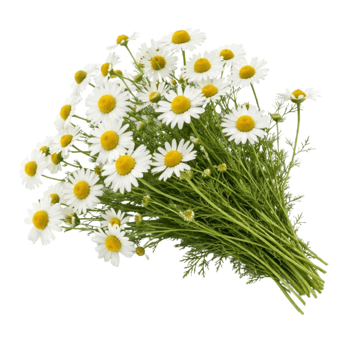 Kamilica