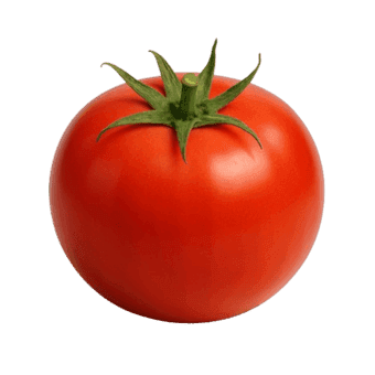 Rajčica