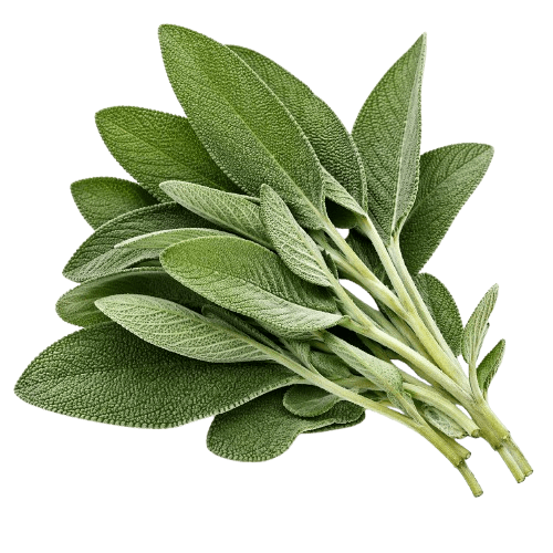 Kadulja